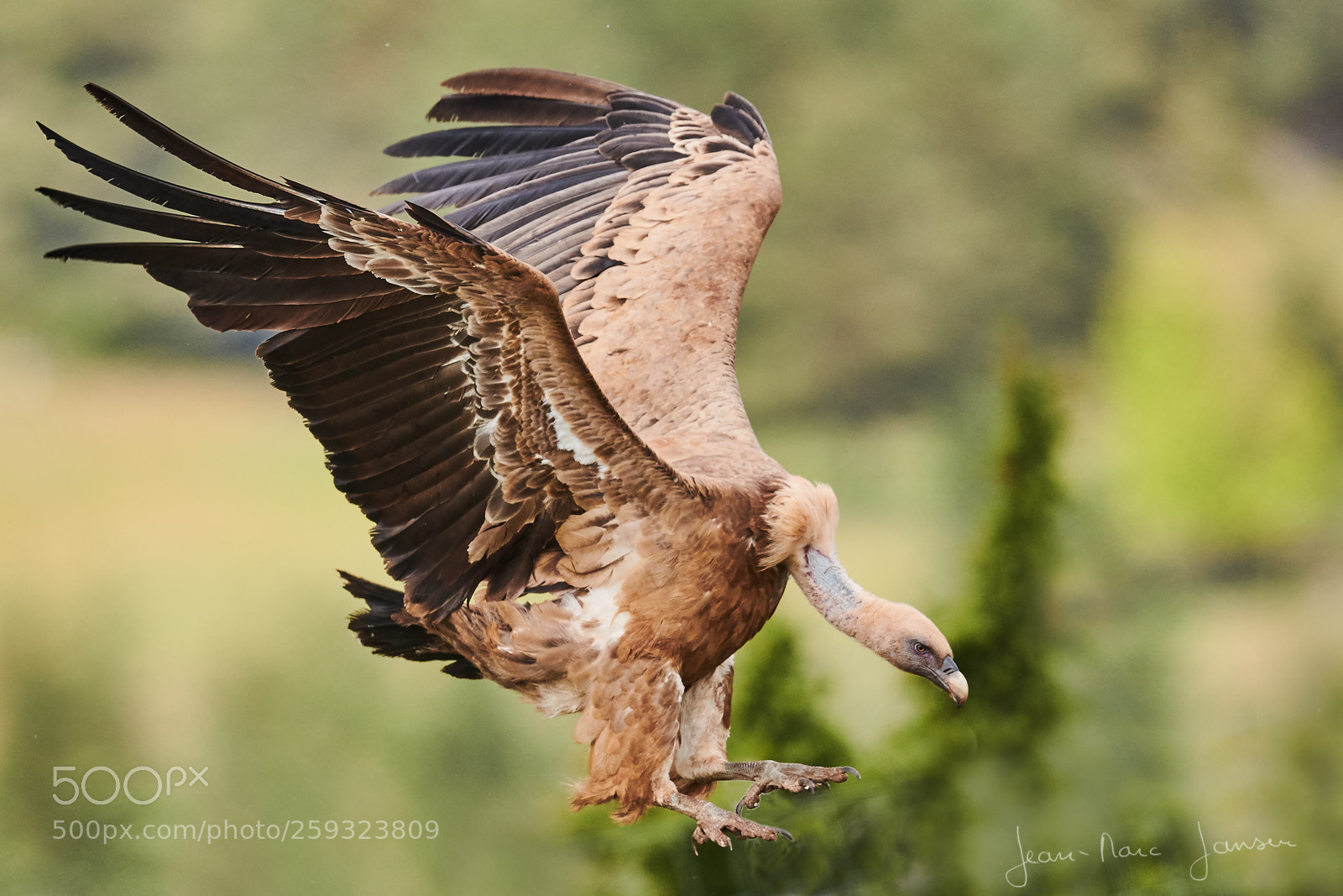 Nikon D850 sample photo. Vautoursfauvescevennes maiv jean marcjansen photography