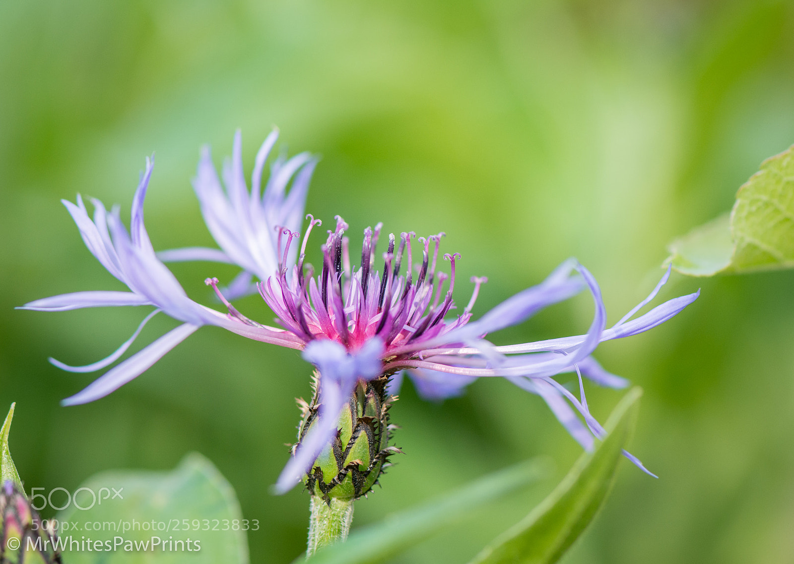 Nikon D7100 sample photo. Centurea photography