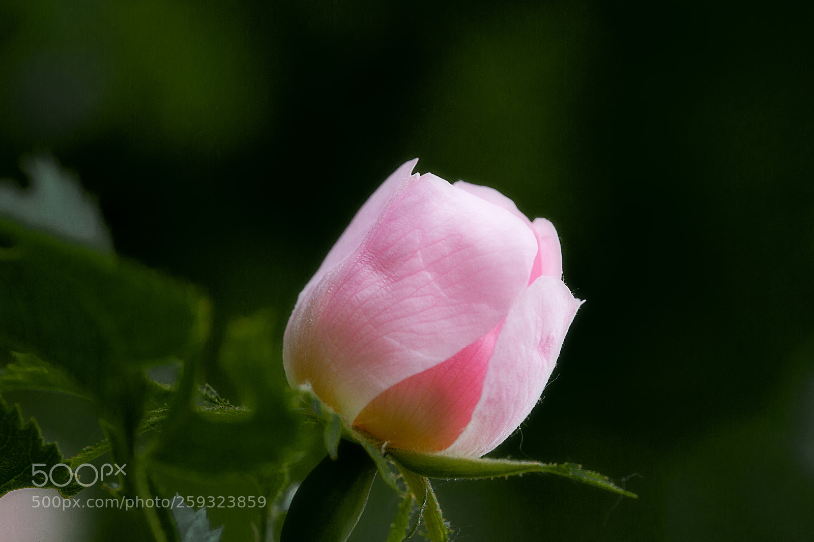 Canon EOS 7D sample photo. Wild rose flower in photography
