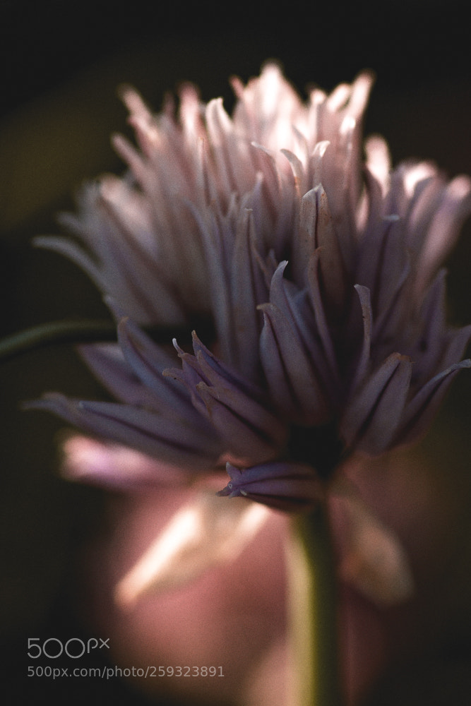 Canon EOS 7D sample photo. Img photography