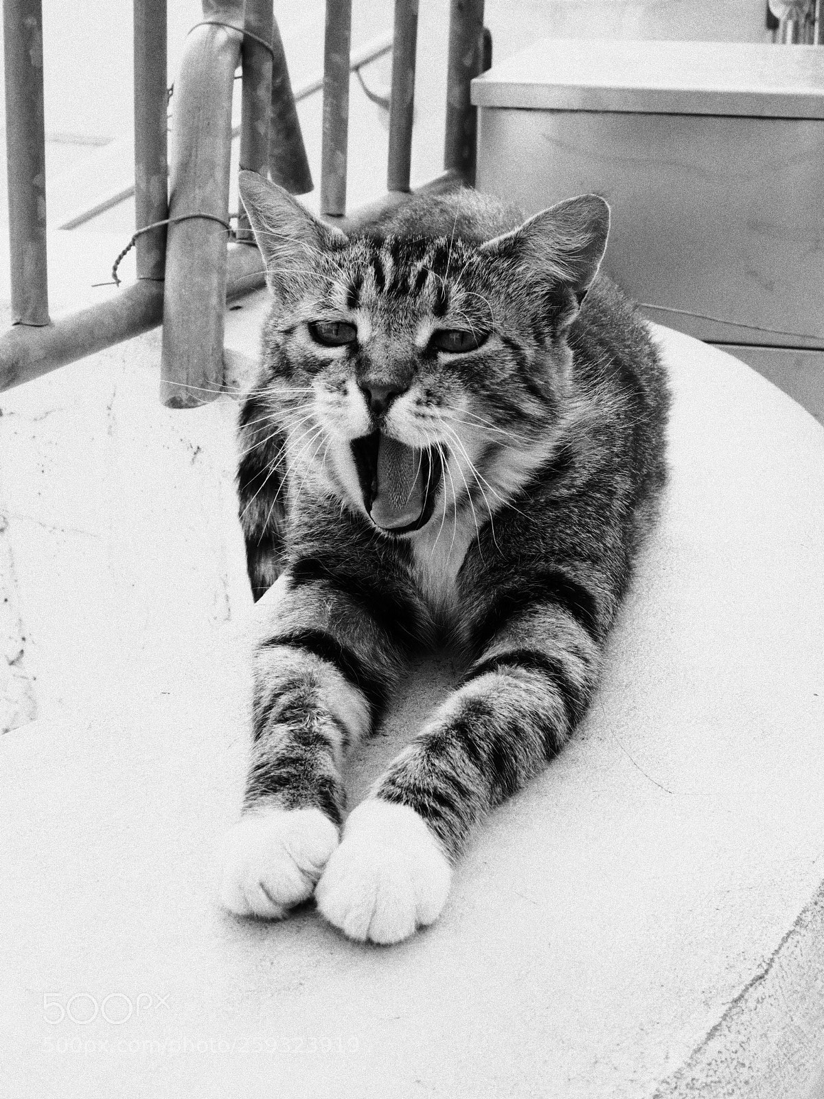 Olympus PEN-F sample photo. Cat yawning photography