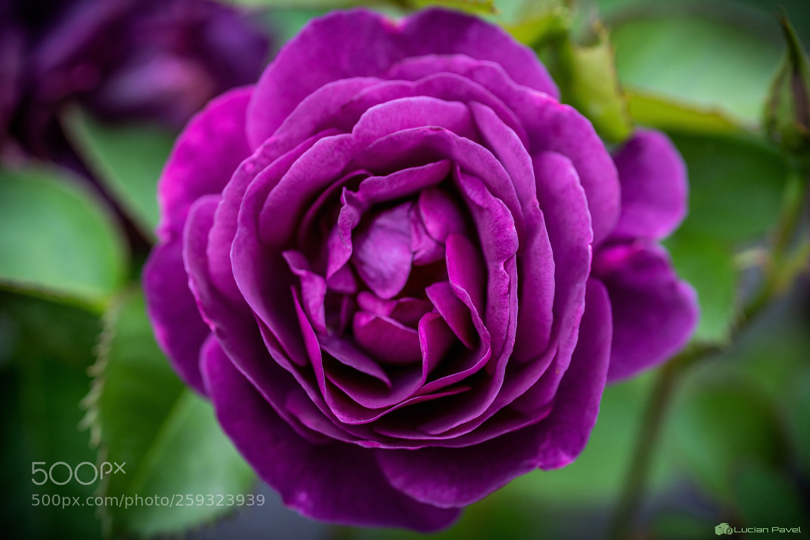 Nikon D750 sample photo. Purple rose photography