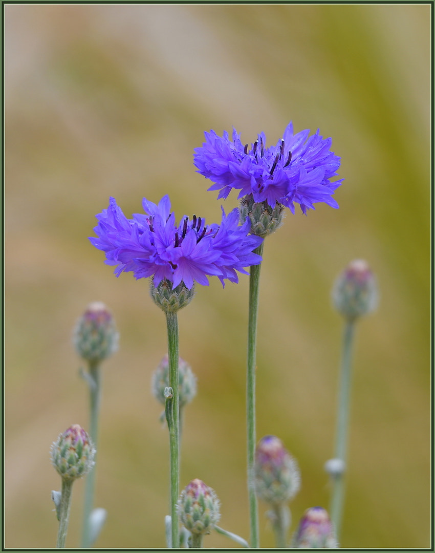 Nikon D850 + Sigma 120-400mm F4.5-5.6 DG OS HSM sample photo. The tall boys photography