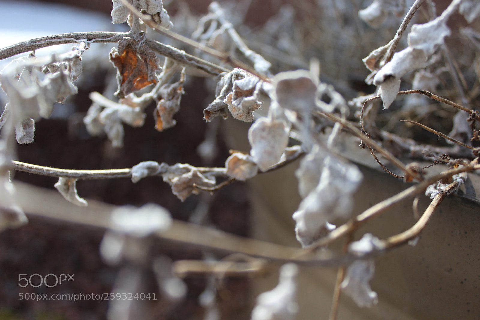 Canon EOS 1200D (EOS Rebel T5 / EOS Kiss X70 / EOS Hi) sample photo. Class critique photography