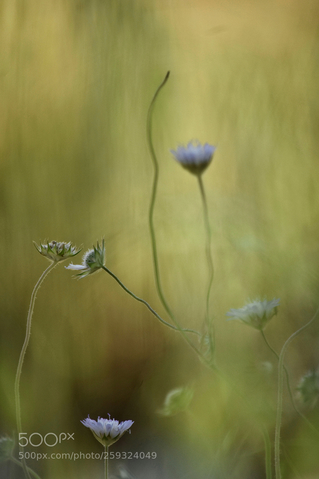 Nikon D3400 sample photo. Wild flowers photography
