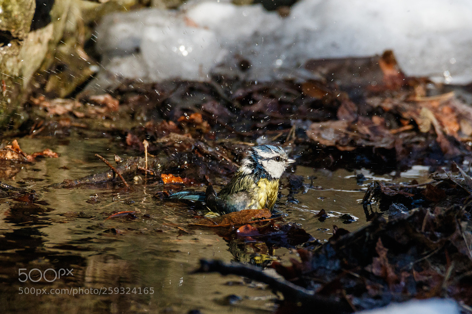 Canon EOS 7D Mark II sample photo. Bath day (***) photography