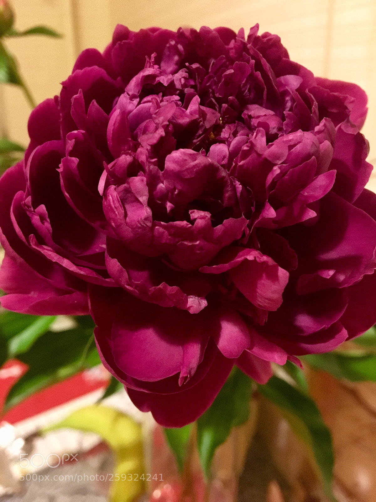 Apple iPhone 6s sample photo. Untitled photography