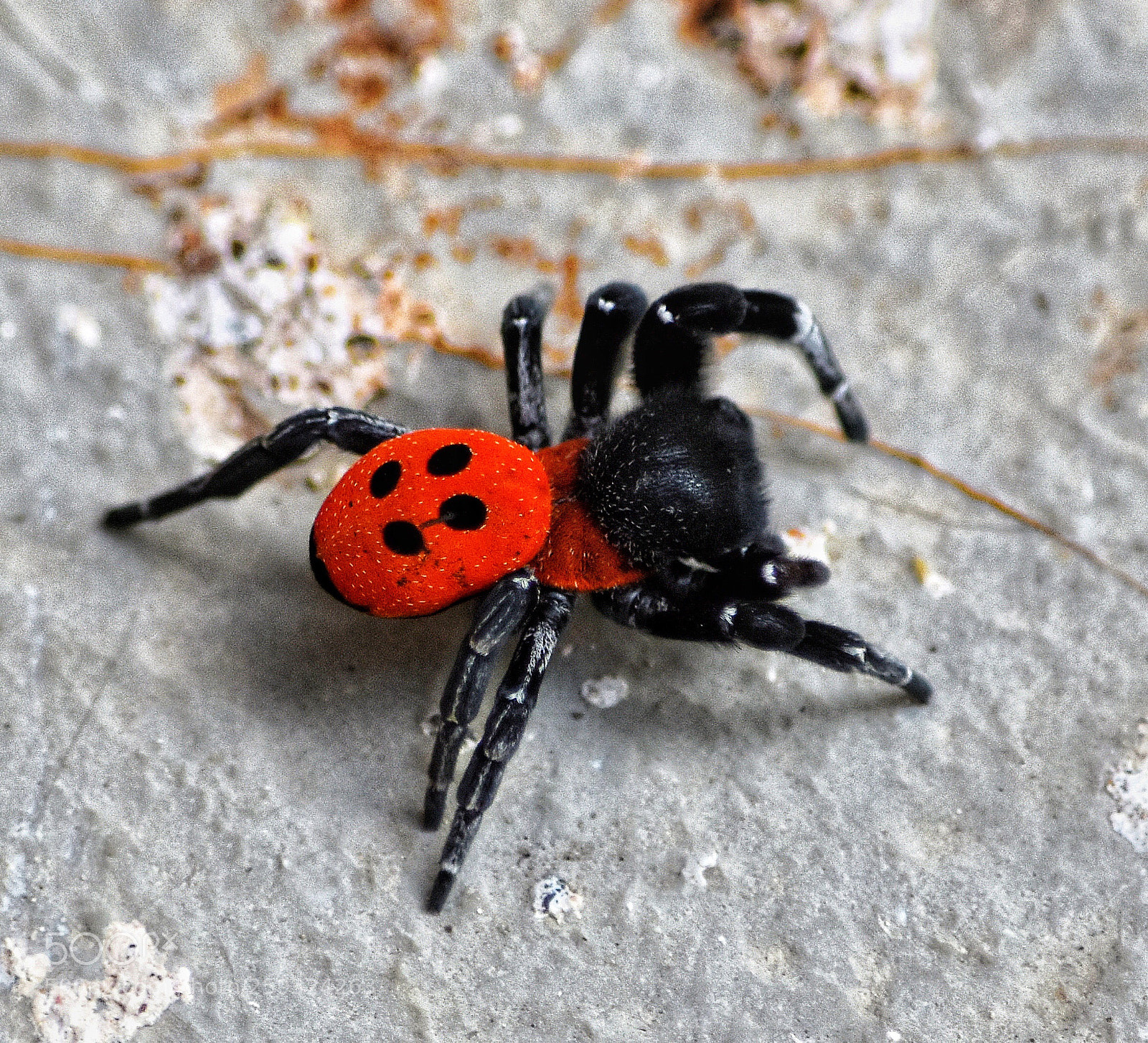 Nikon D3400 sample photo. Ladybird spider  photography