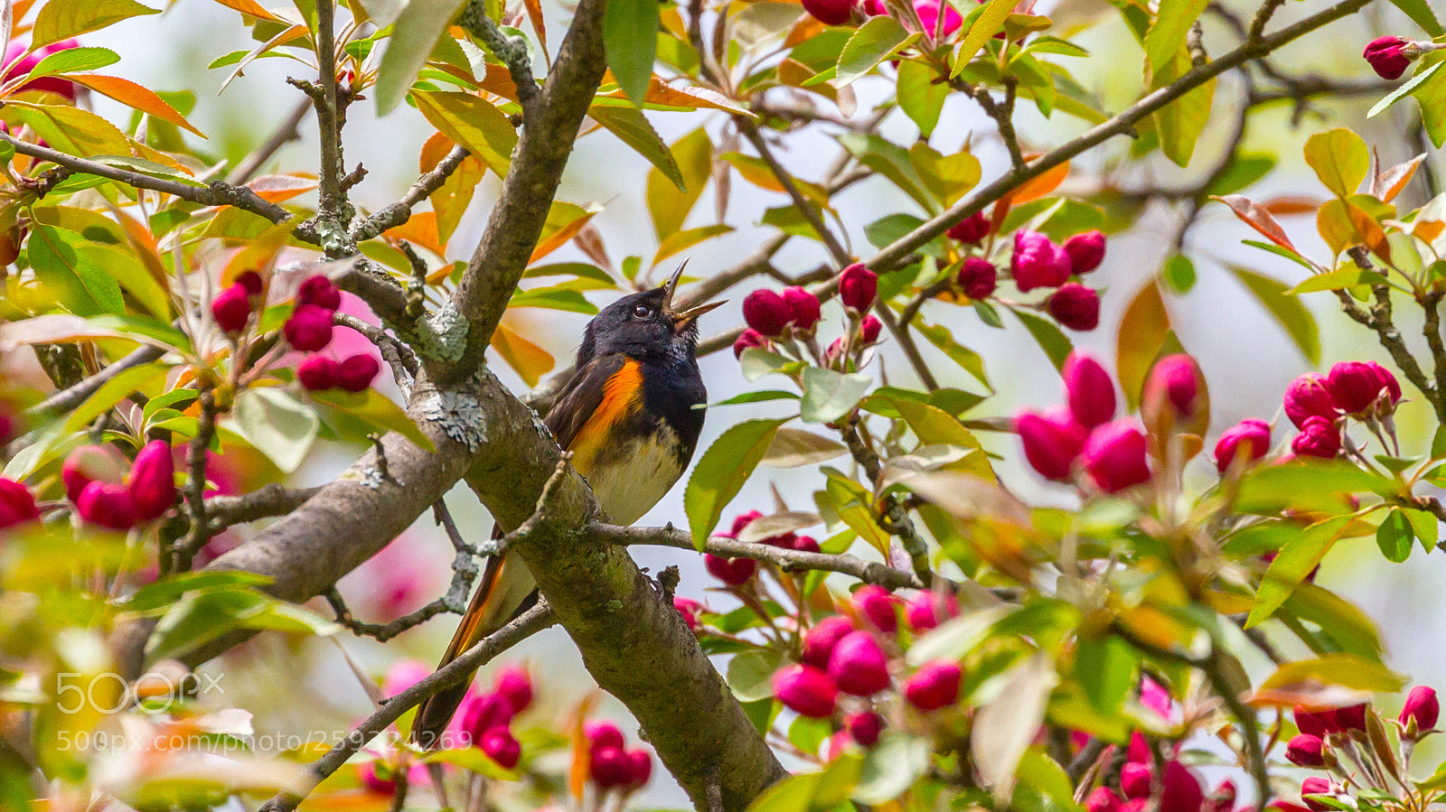 Canon EOS 7D sample photo. Singing in the blossoms photography