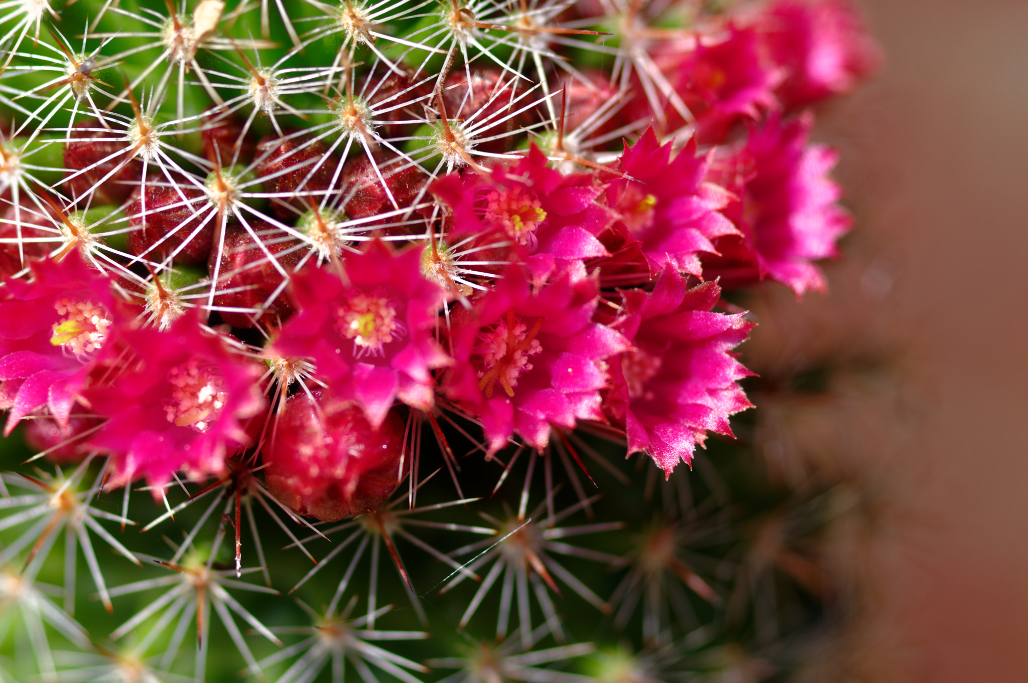 Pentax smc D-FA 50mm F2.8 Macro sample photo. Pentax k3 11 50mm macro . cactus . photography