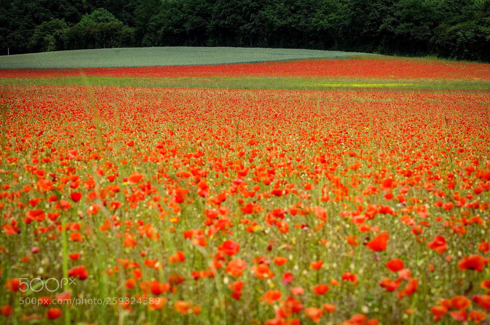 Sony a7 sample photo. Poppys, poppys, poppys ... photography