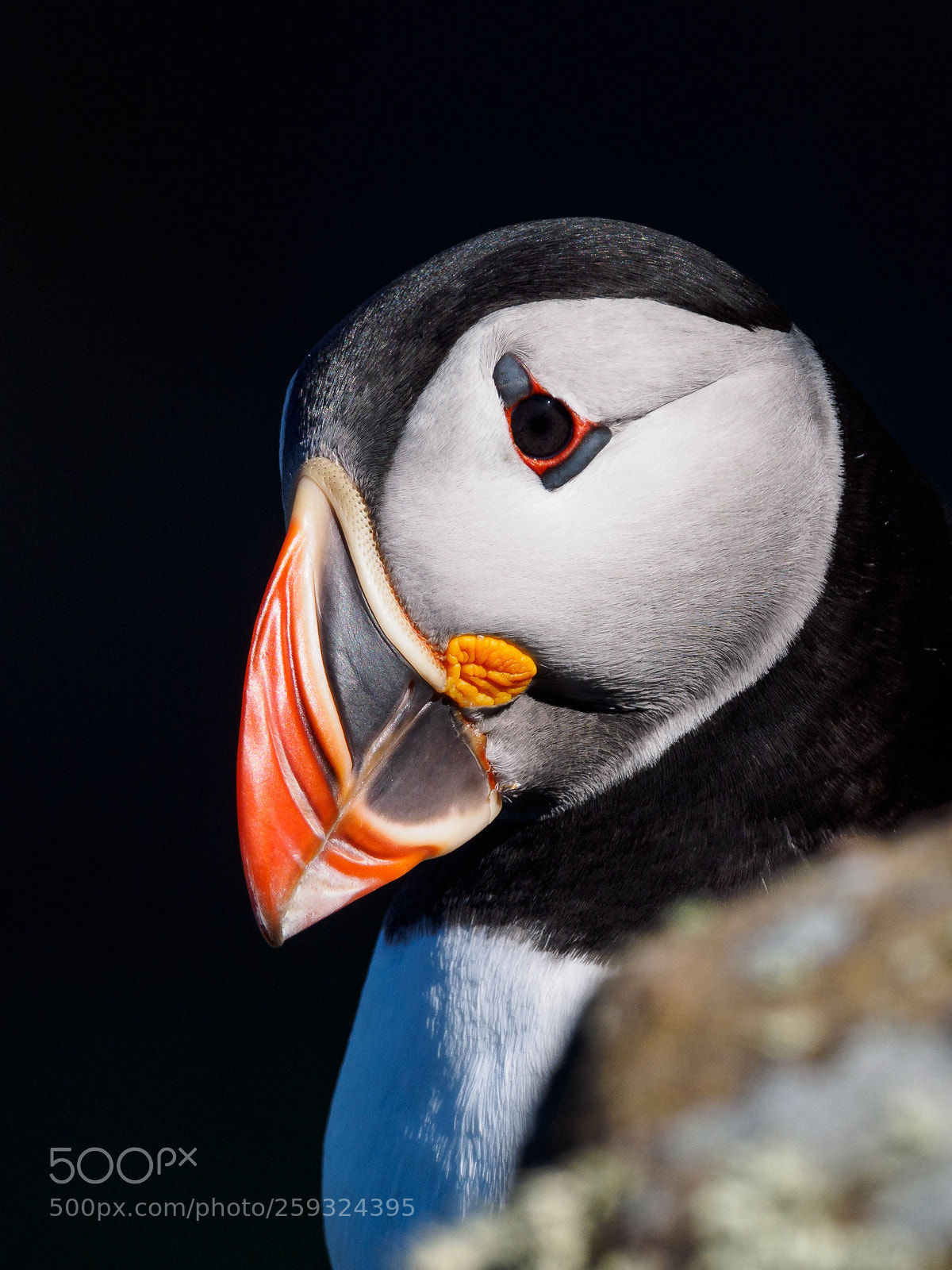 Olympus OM-D E-M1 sample photo. Puffin close-up photography