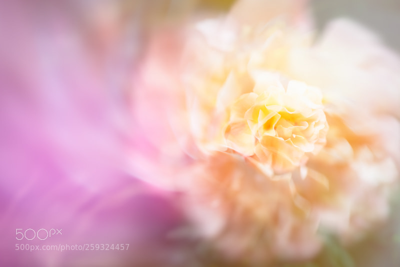Nikon D750 sample photo. Colors of spring photography