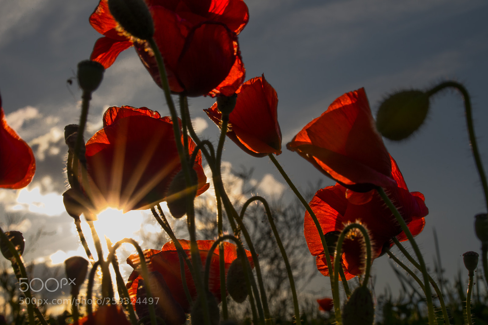 Canon EOS 5D Mark IV sample photo. Pavots - mai 2018 photography