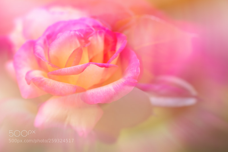 Nikon D750 sample photo. Colors of spring photography