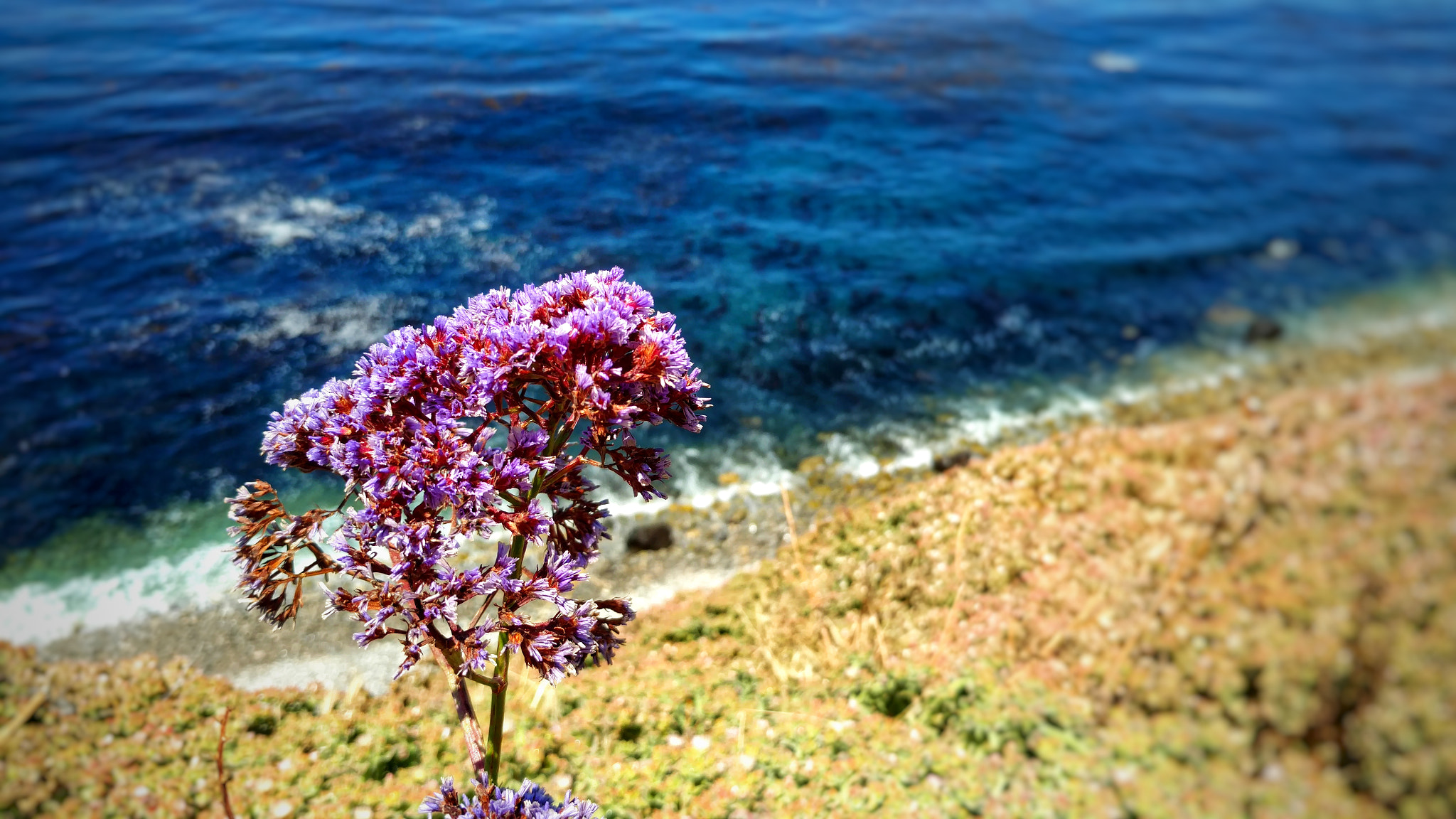 Motorola Moto X Pure Edition sample photo. Flower by ocean photography
