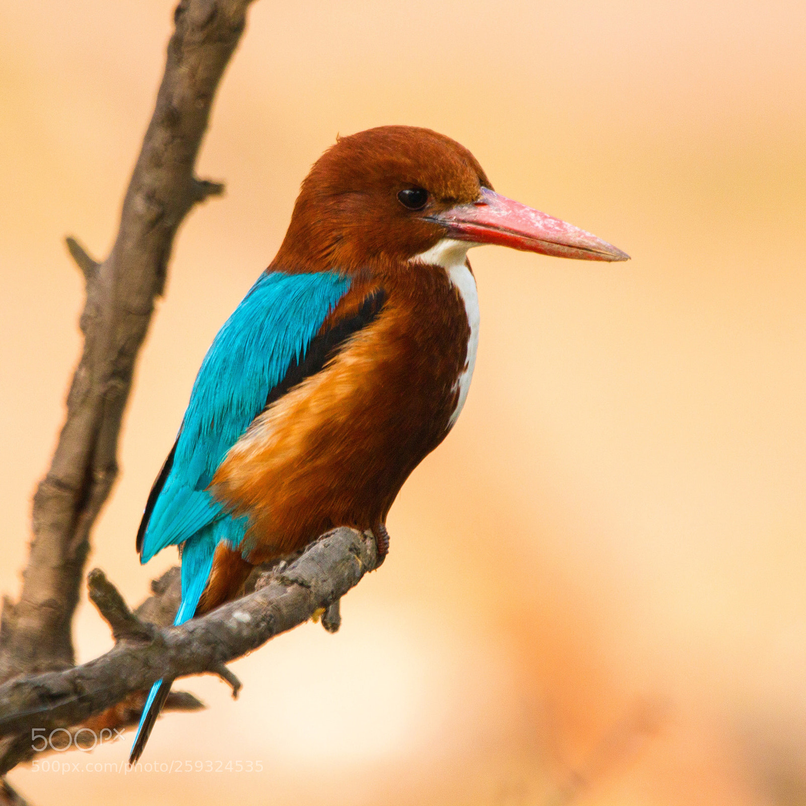 Canon EOS 70D sample photo. White throated kingfisher photography