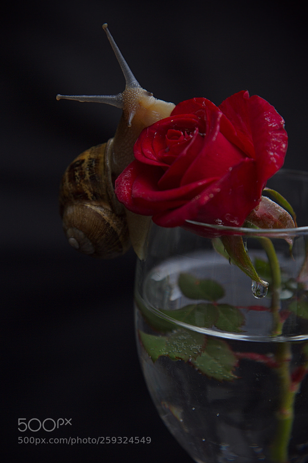 Canon EOS 7D sample photo. Rose photography