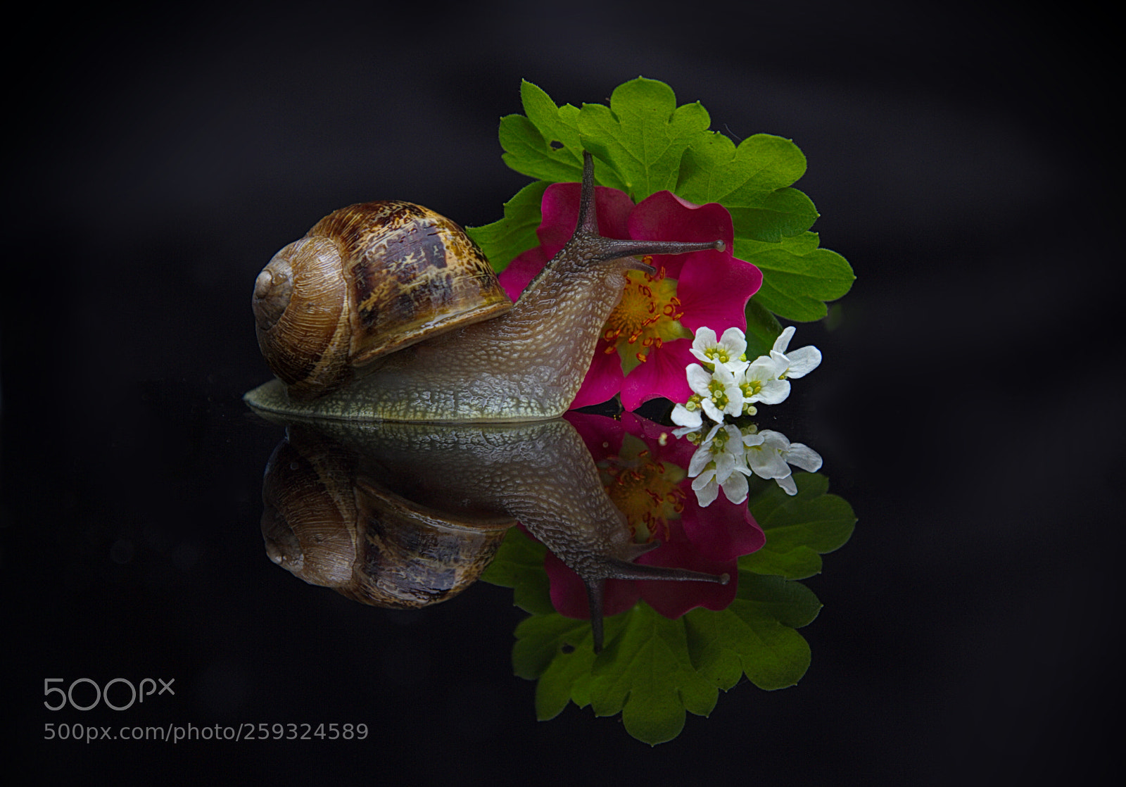 Canon EOS 7D sample photo. Snail photography