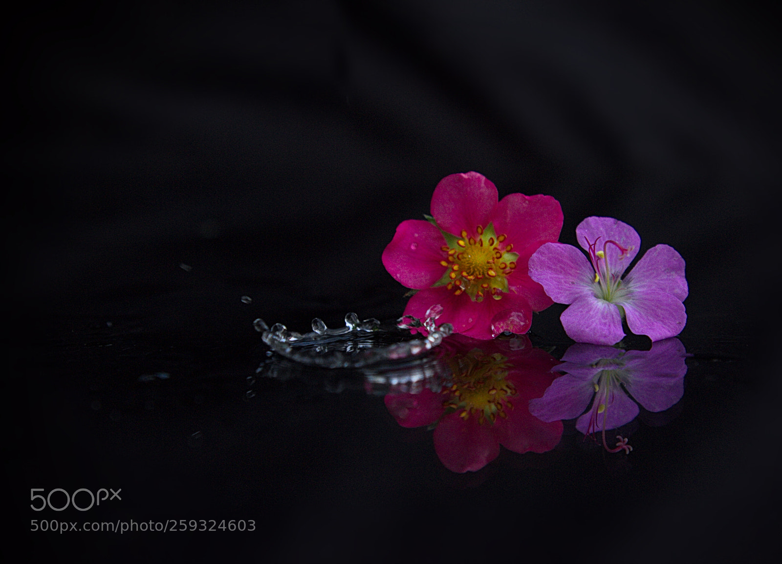 Canon EOS 7D sample photo. Flowers photography