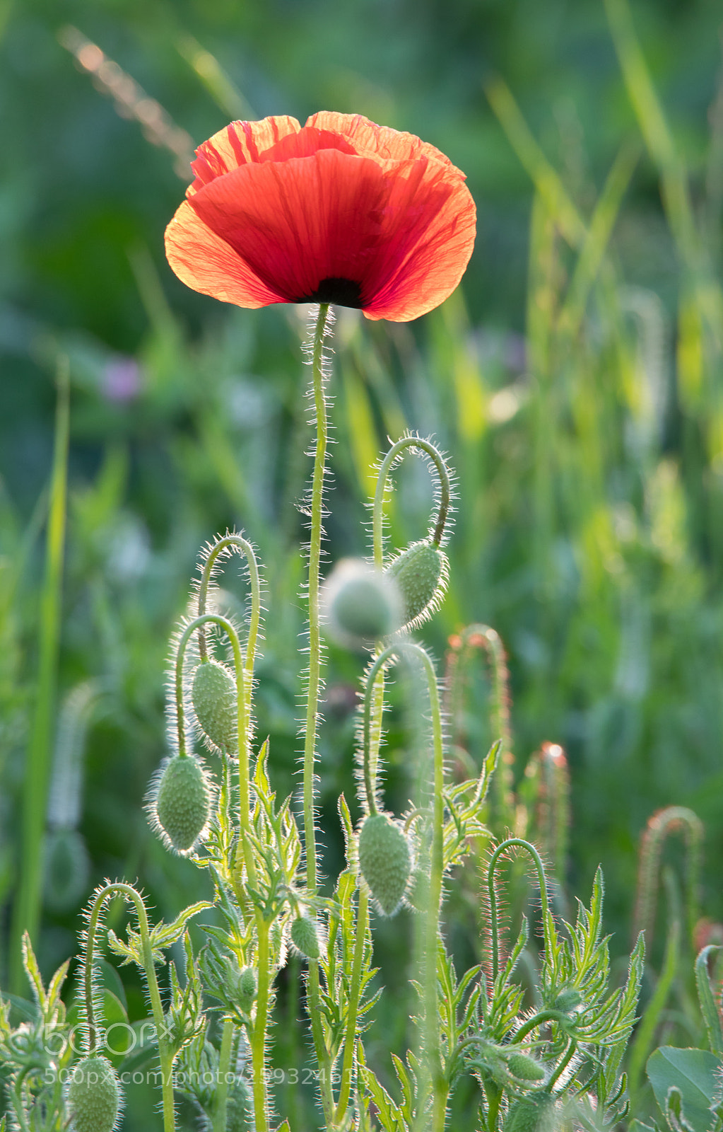 Canon EOS 5D Mark IV sample photo. Pavots - mai 2018 photography