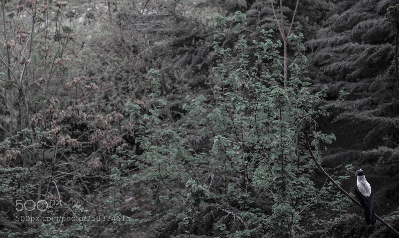 Canon EOS 5D Mark IV sample photo. ... photography