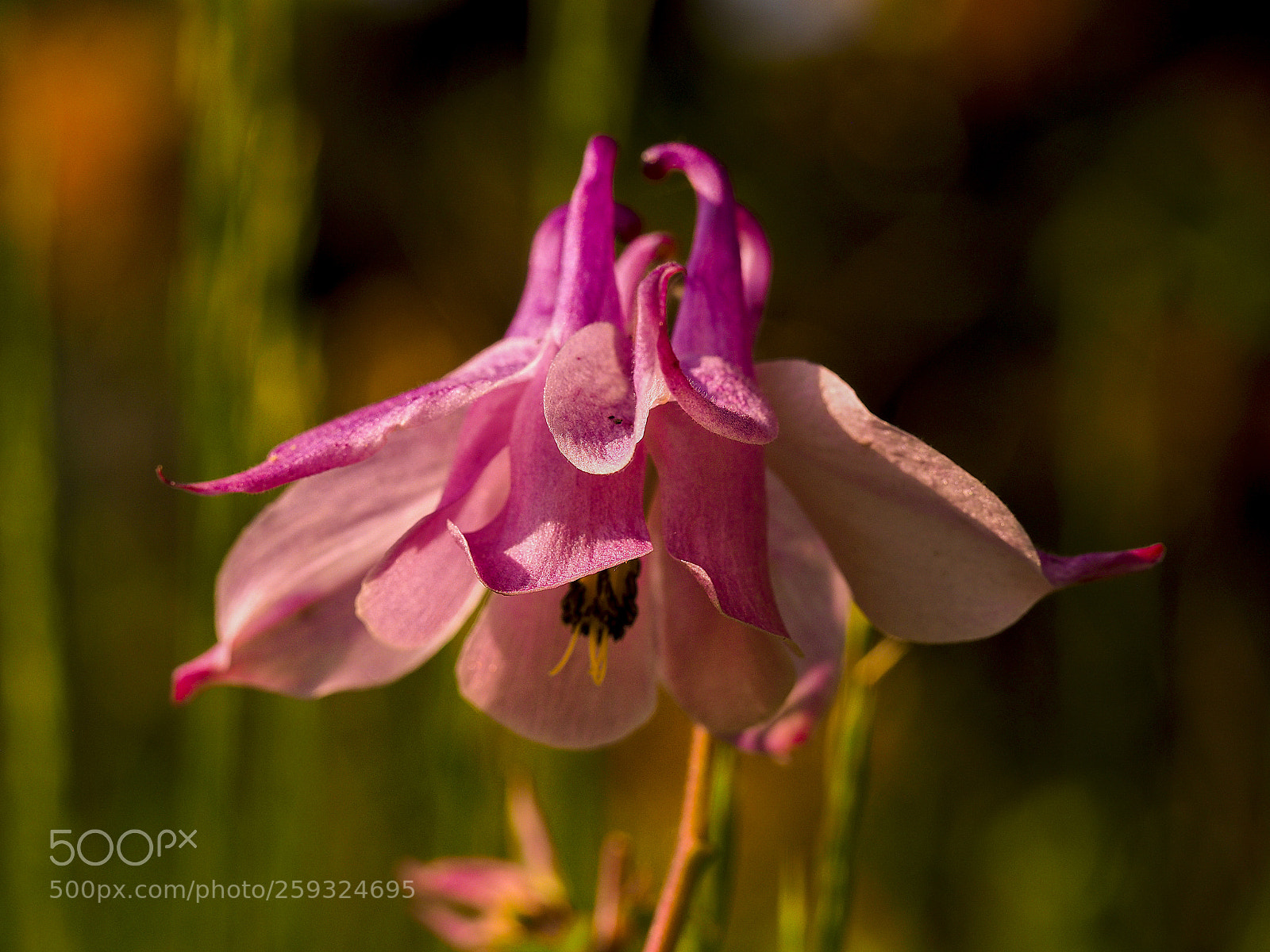 Olympus OM-D E-M5 II sample photo. Columbine photography
