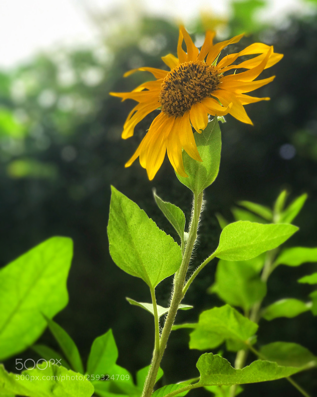 Apple iPhone 7 Plus sample photo. Sunflower  photography