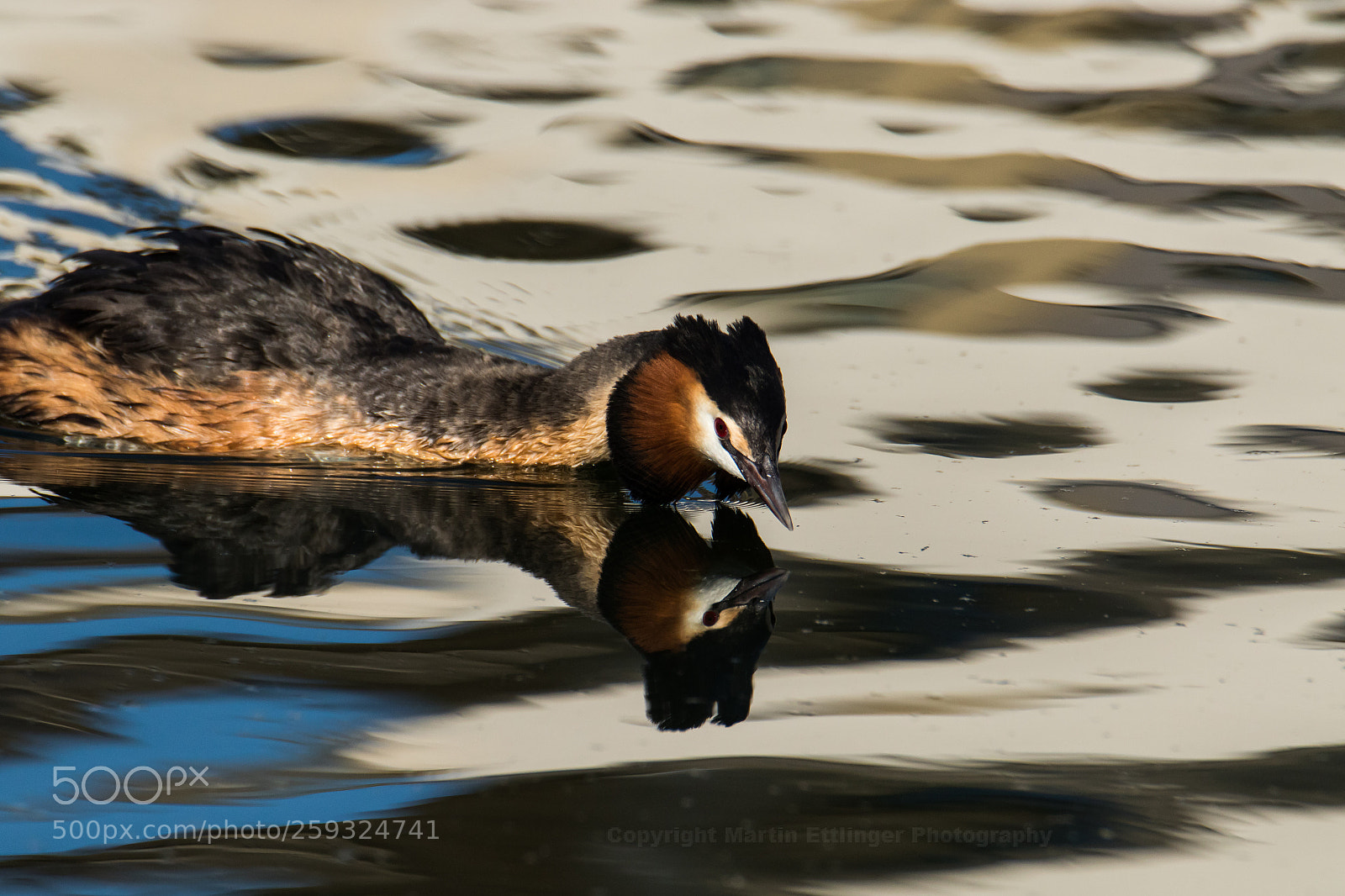 Canon EOS 7D Mark II sample photo. Great crested grebe podiceps photography