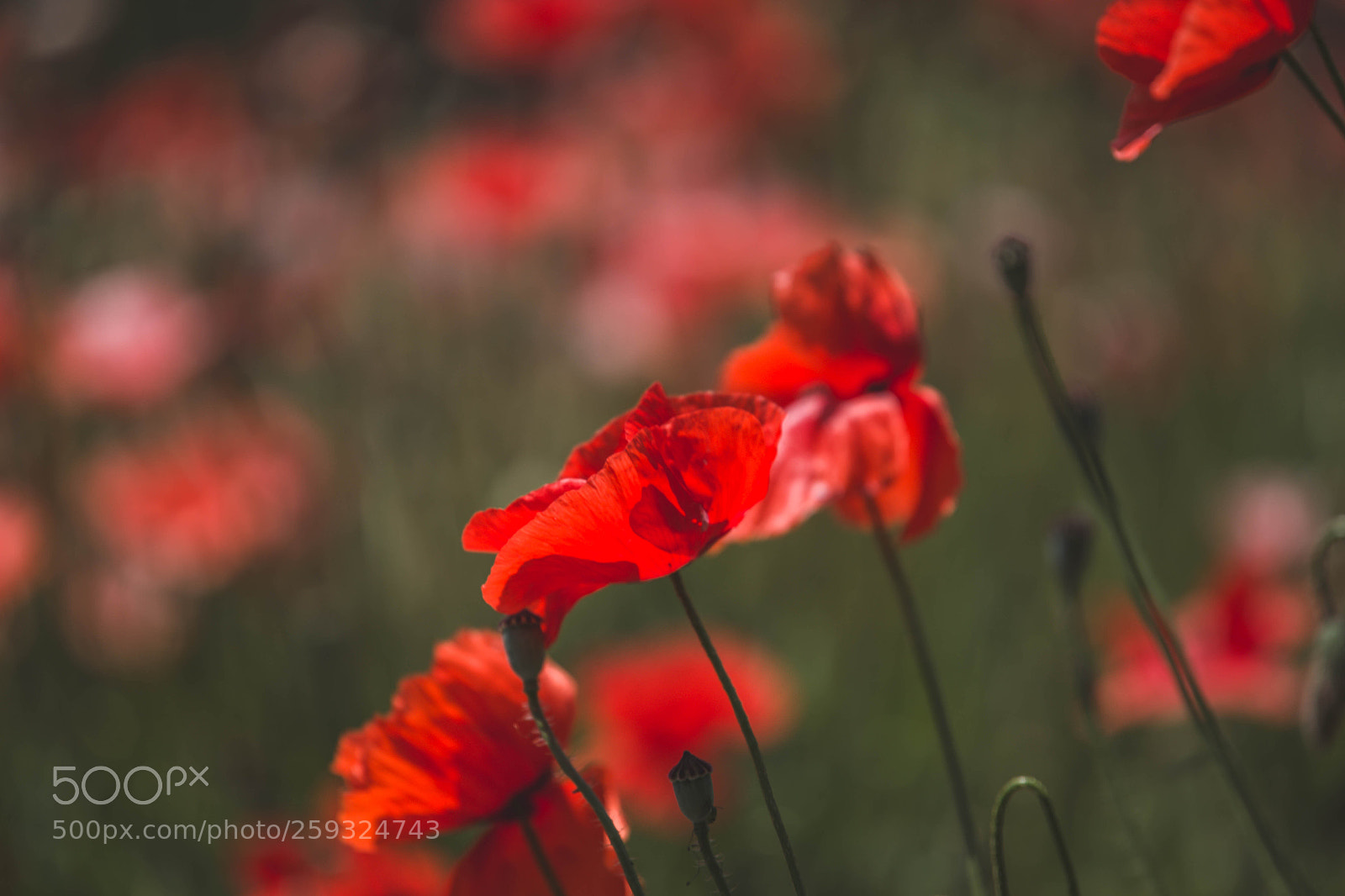 Canon EOS 6D sample photo. Red poppy photography