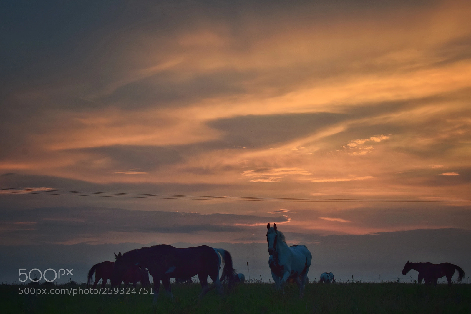Nikon D5300 sample photo. Goodbye horses photography