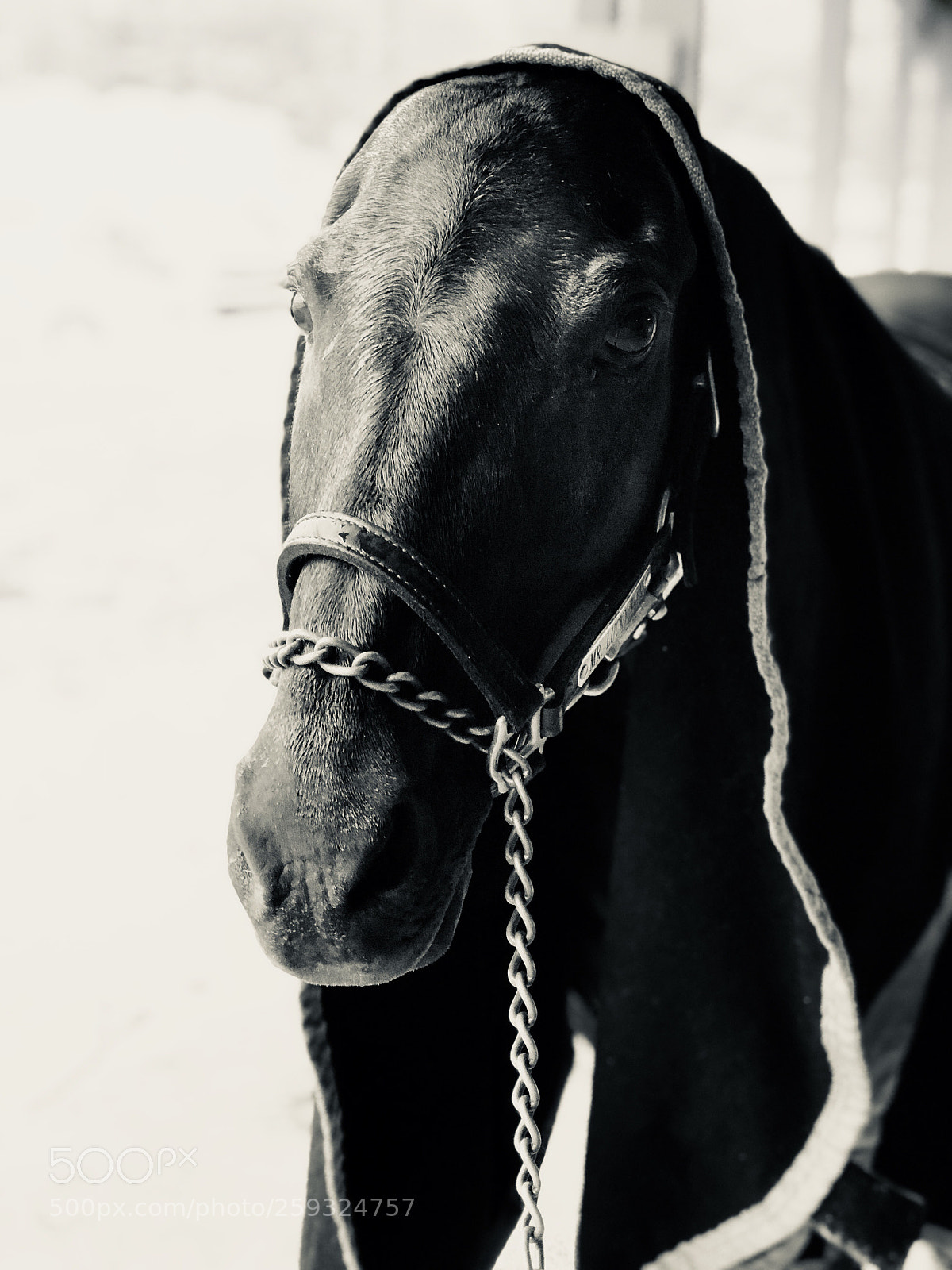 Apple iPhone 8 Plus sample photo. Untitled photography