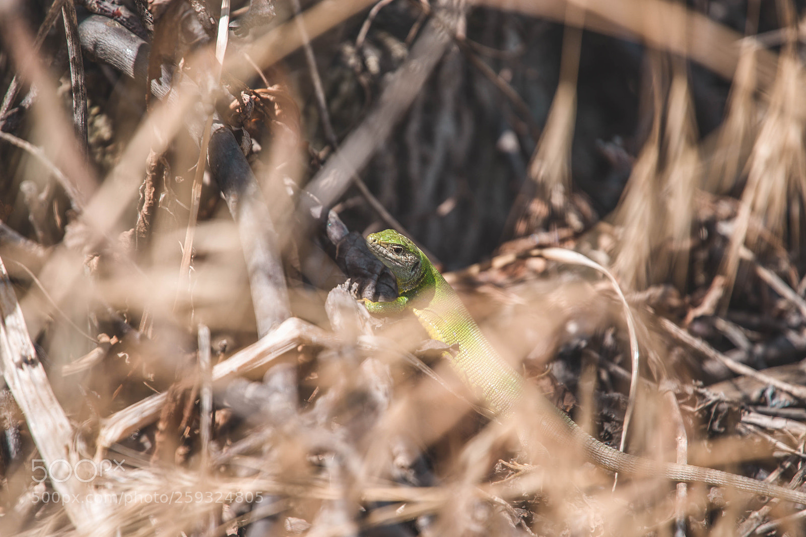 Canon EOS 6D sample photo. Lizard photography