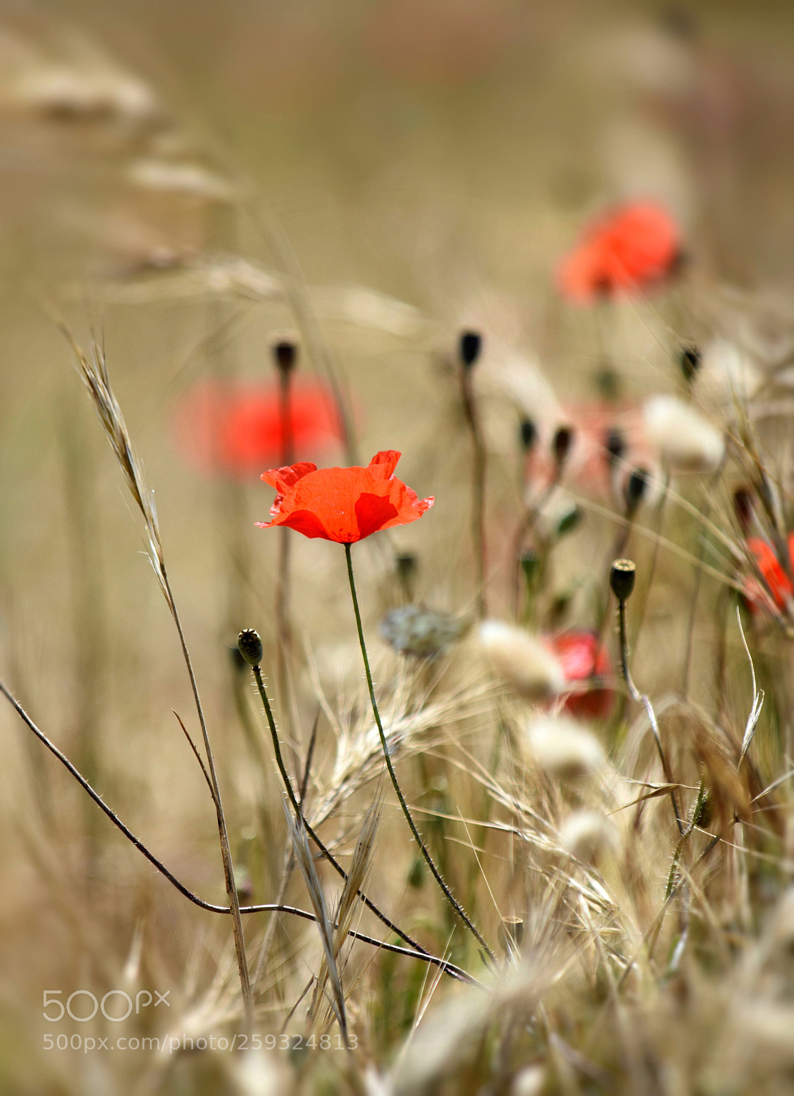 Nikon D3400 sample photo. Wild poppies  photography