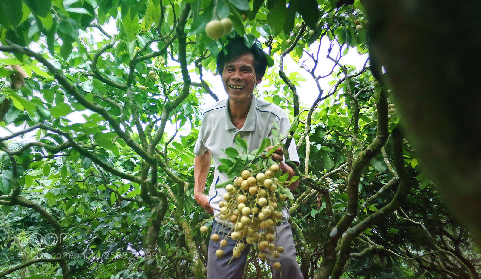 Canon EOS 70D sample photo. Man on the longan photography