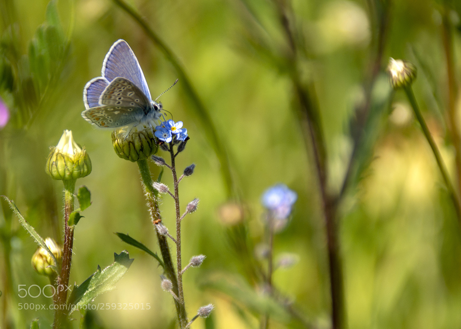 Nikon D7100 sample photo. Common blue butterfly photography