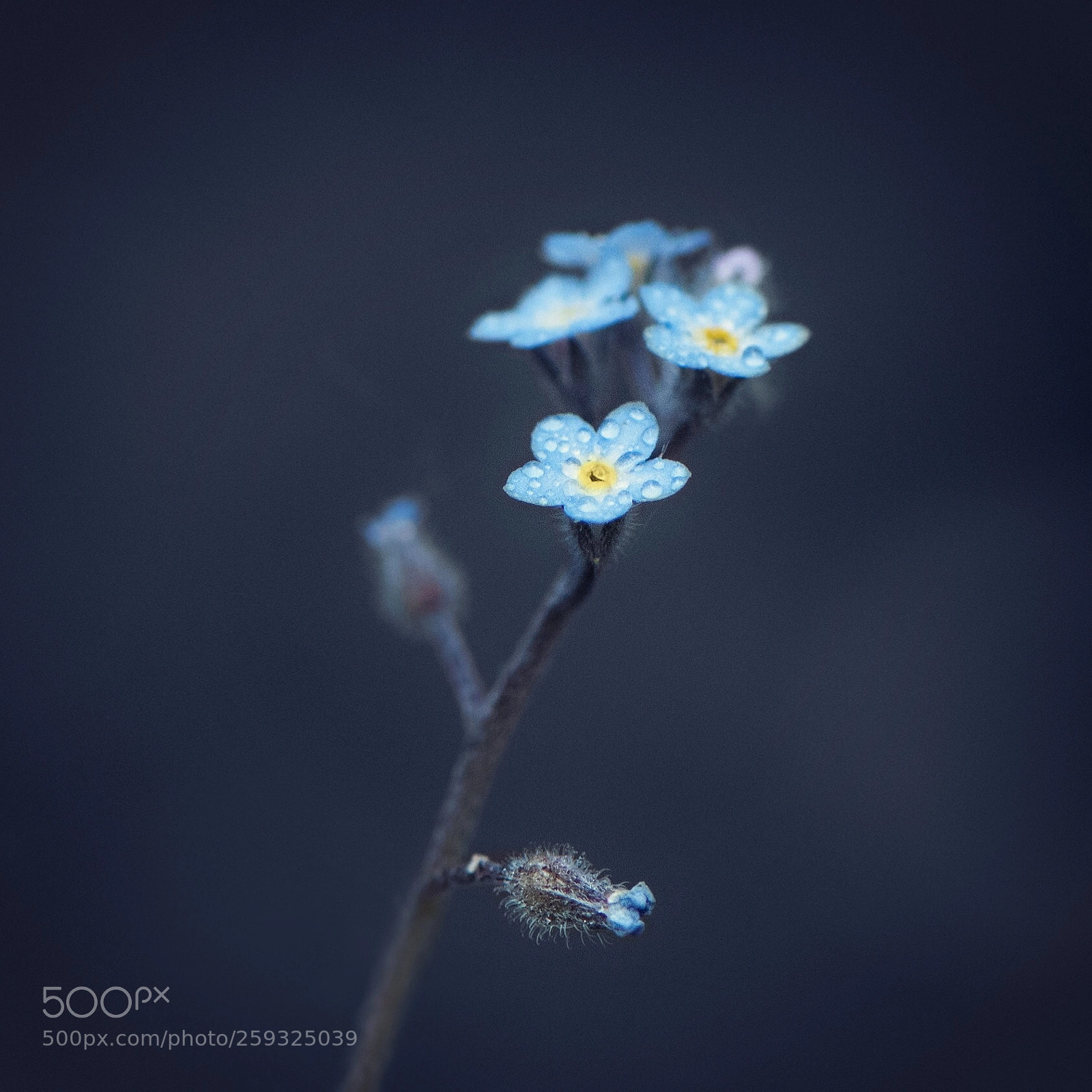 Nikon D300S sample photo. Forget-me-nots photography