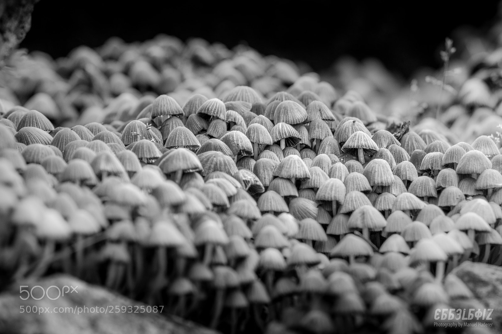 Sony ILCA-77M2 sample photo. Mushroom city photography