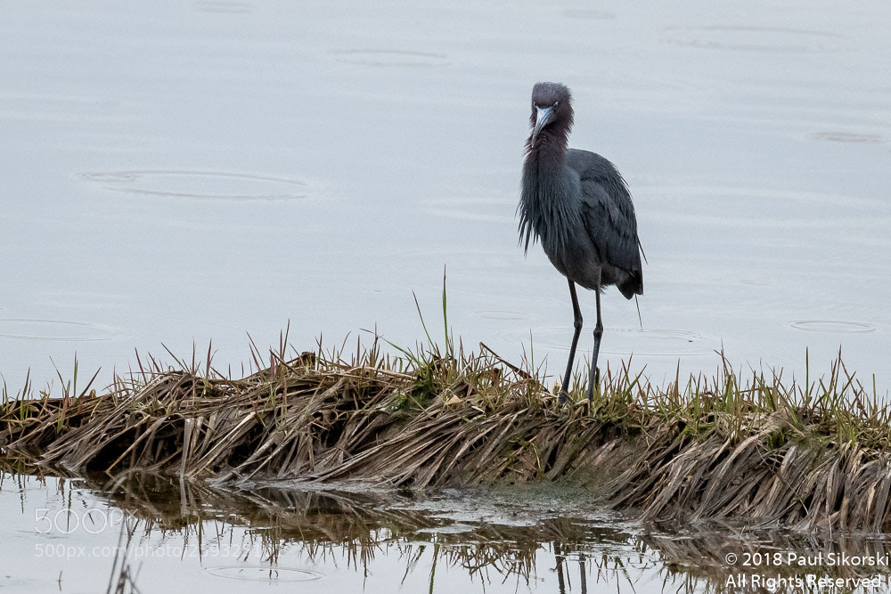 Nikon D500 sample photo. Little blue heron in photography