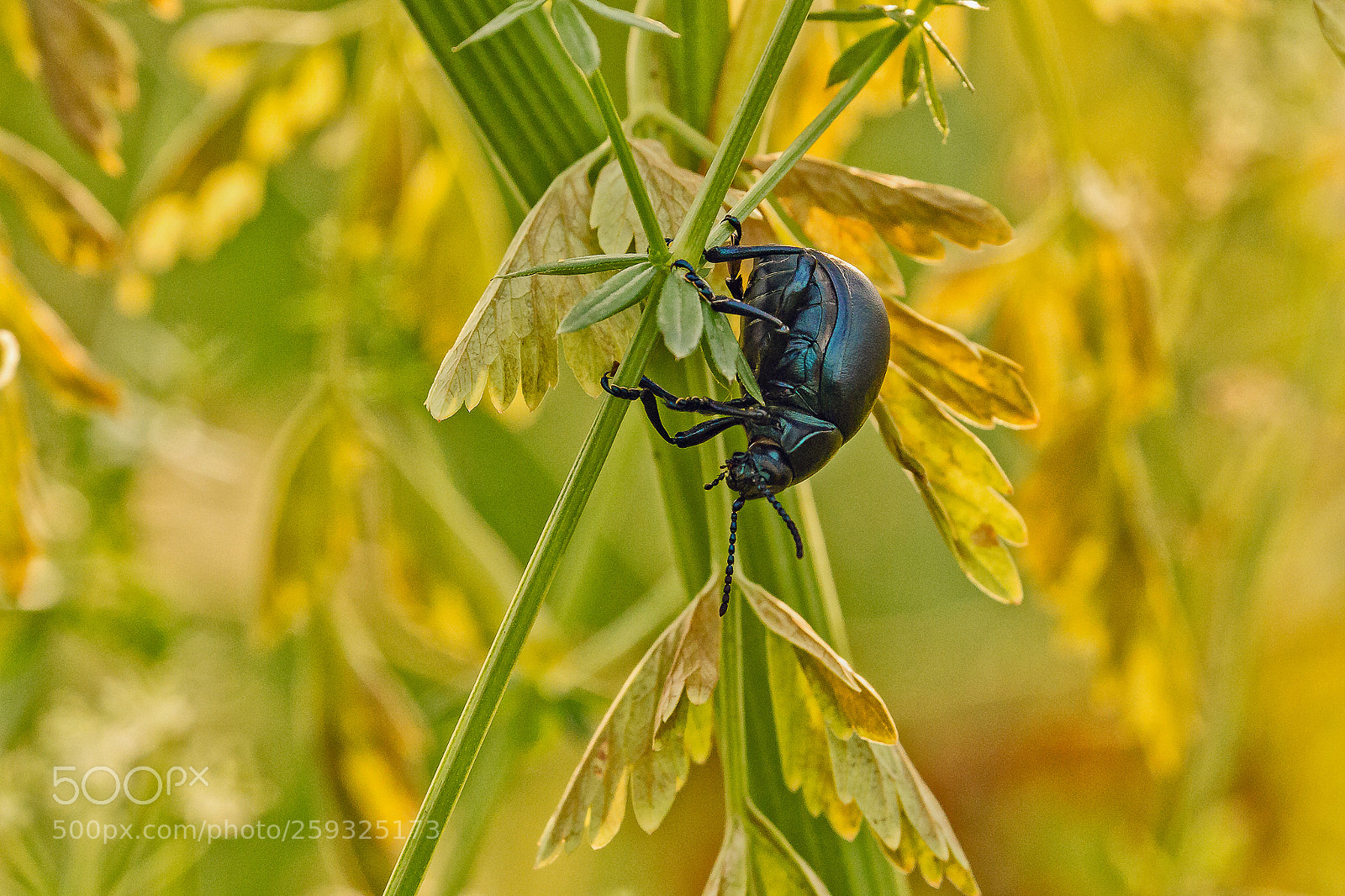 Canon EOS 7D sample photo. Insecte photography