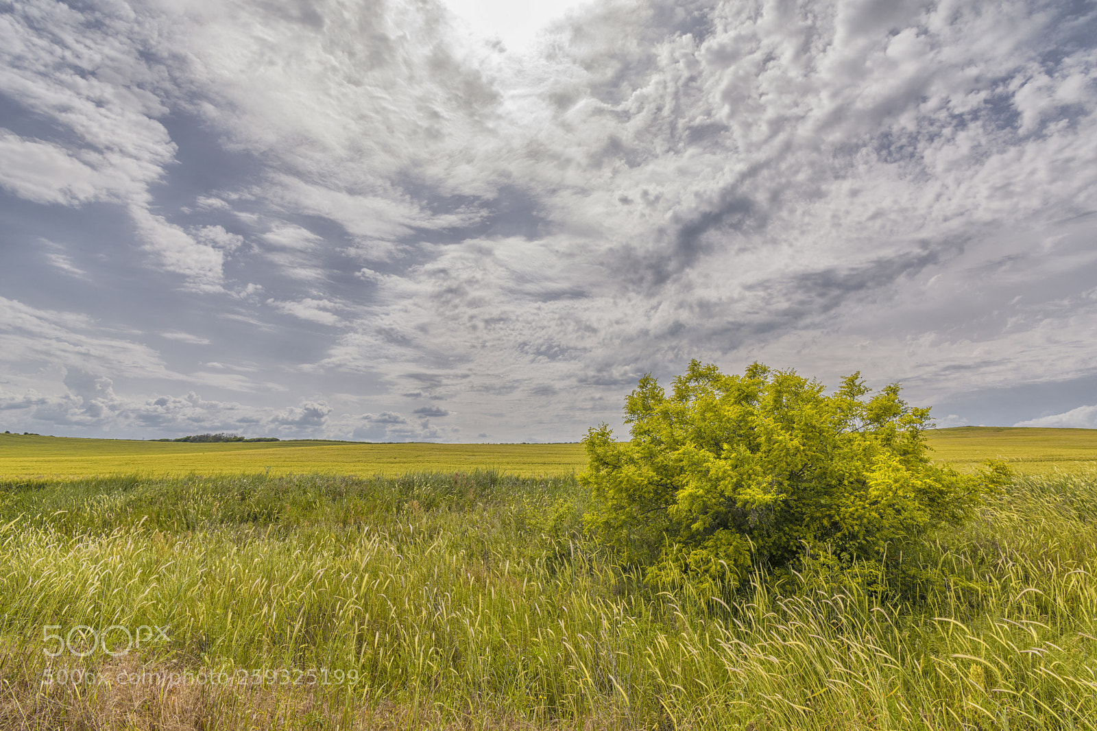 Nikon D5200 sample photo. Spring impression! photography