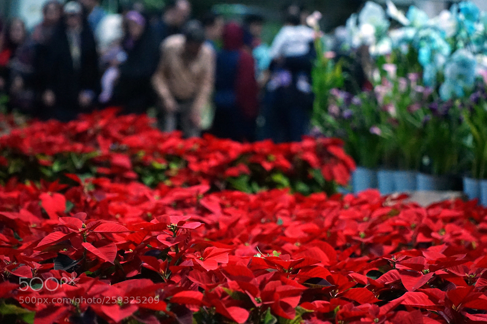 Sony a7 II sample photo. Lovely red flowers photography