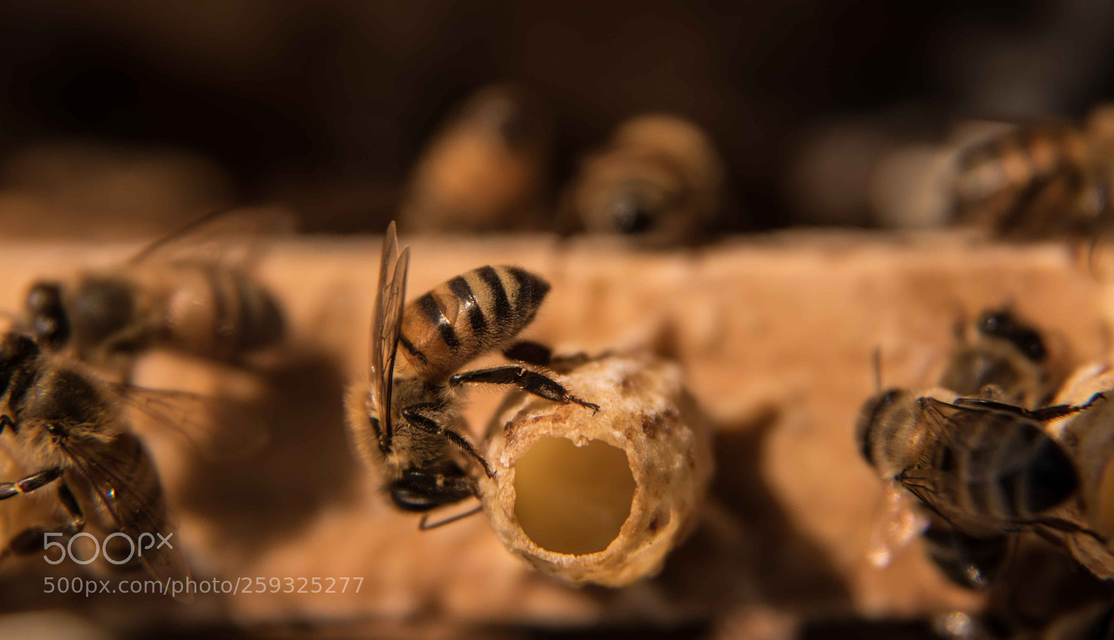 Nikon D750 sample photo. Worker bee photography