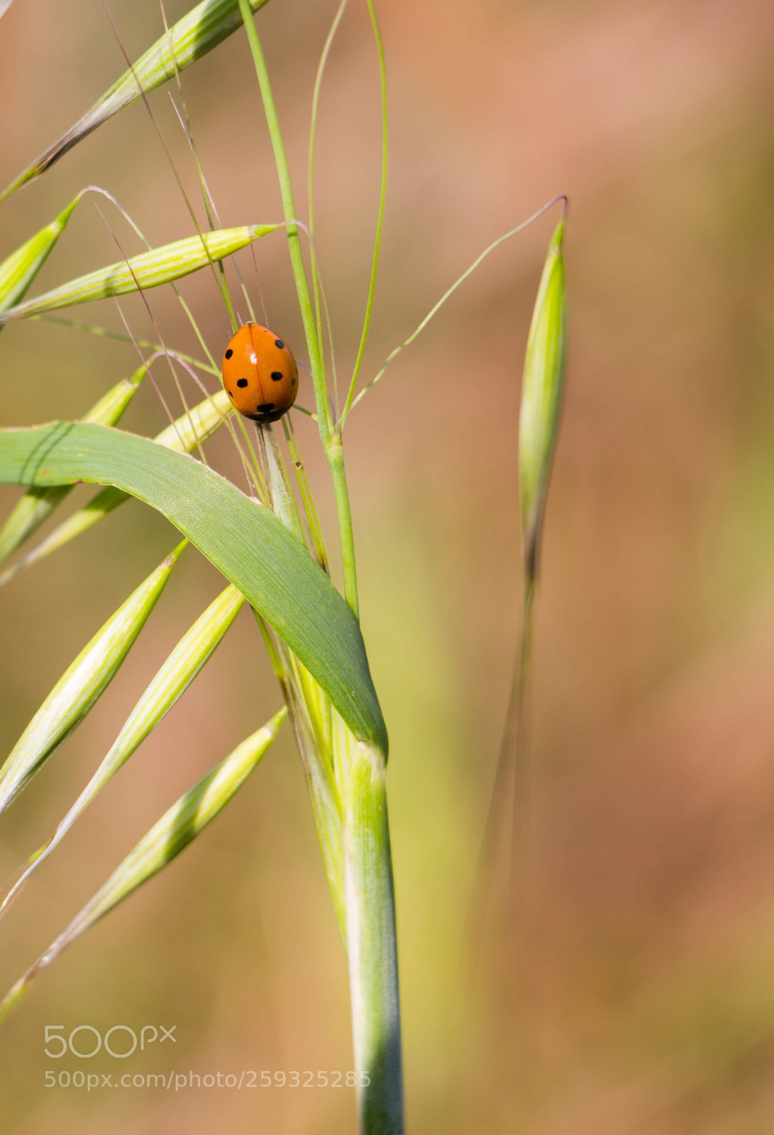 Canon EOS 700D (EOS Rebel T5i / EOS Kiss X7i) sample photo. Marieta, ladybug... photography