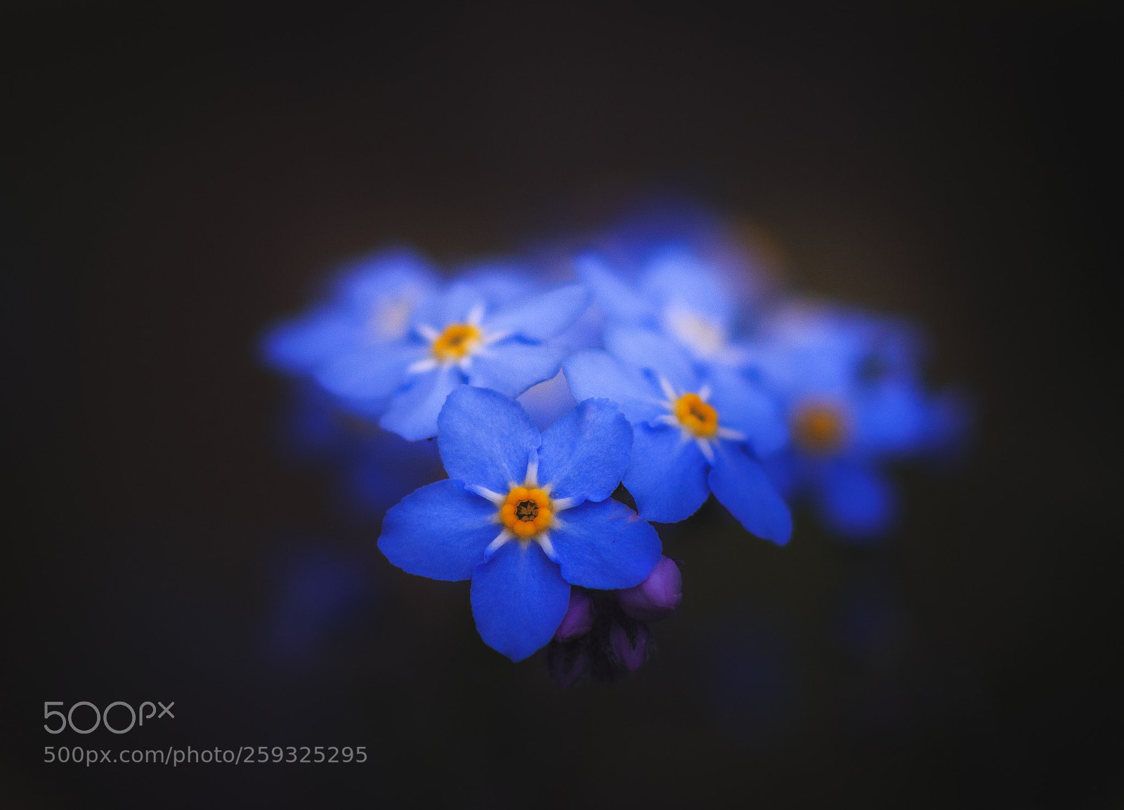 Canon EOS 70D sample photo. Night bloom photography