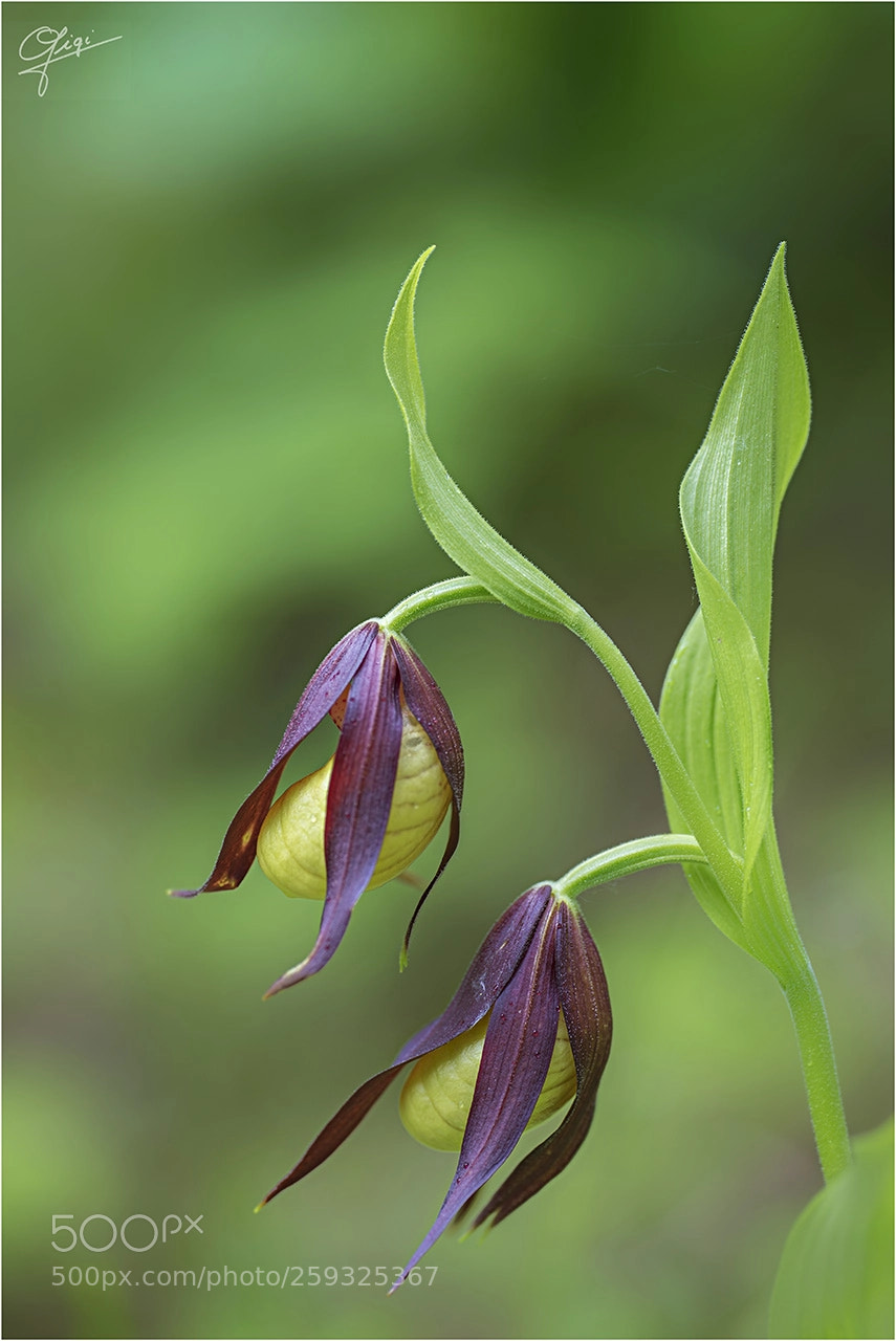 Nikon D610 sample photo. Cypripedium calceolus photography