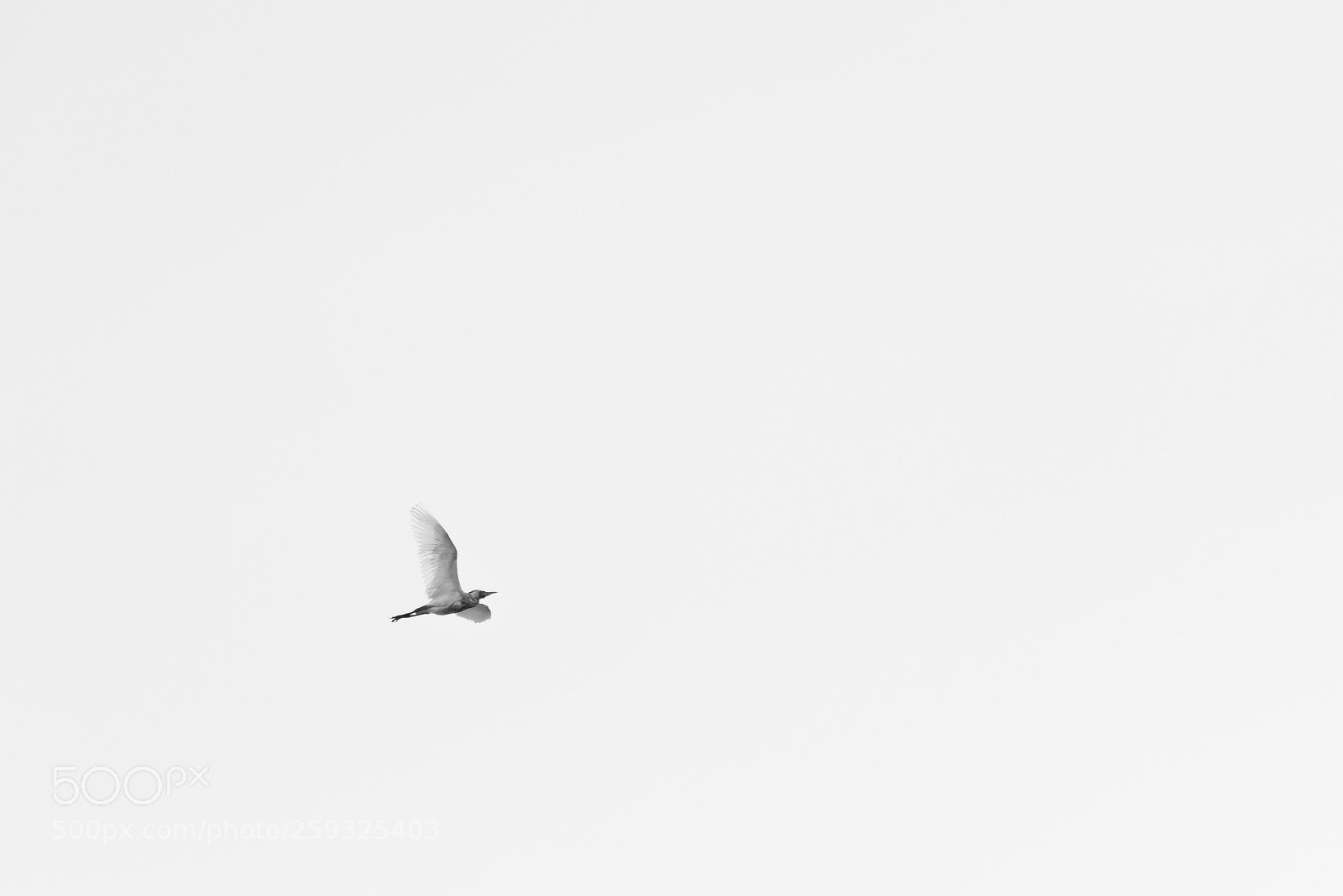 Nikon D7200 sample photo. Alone in sky photography