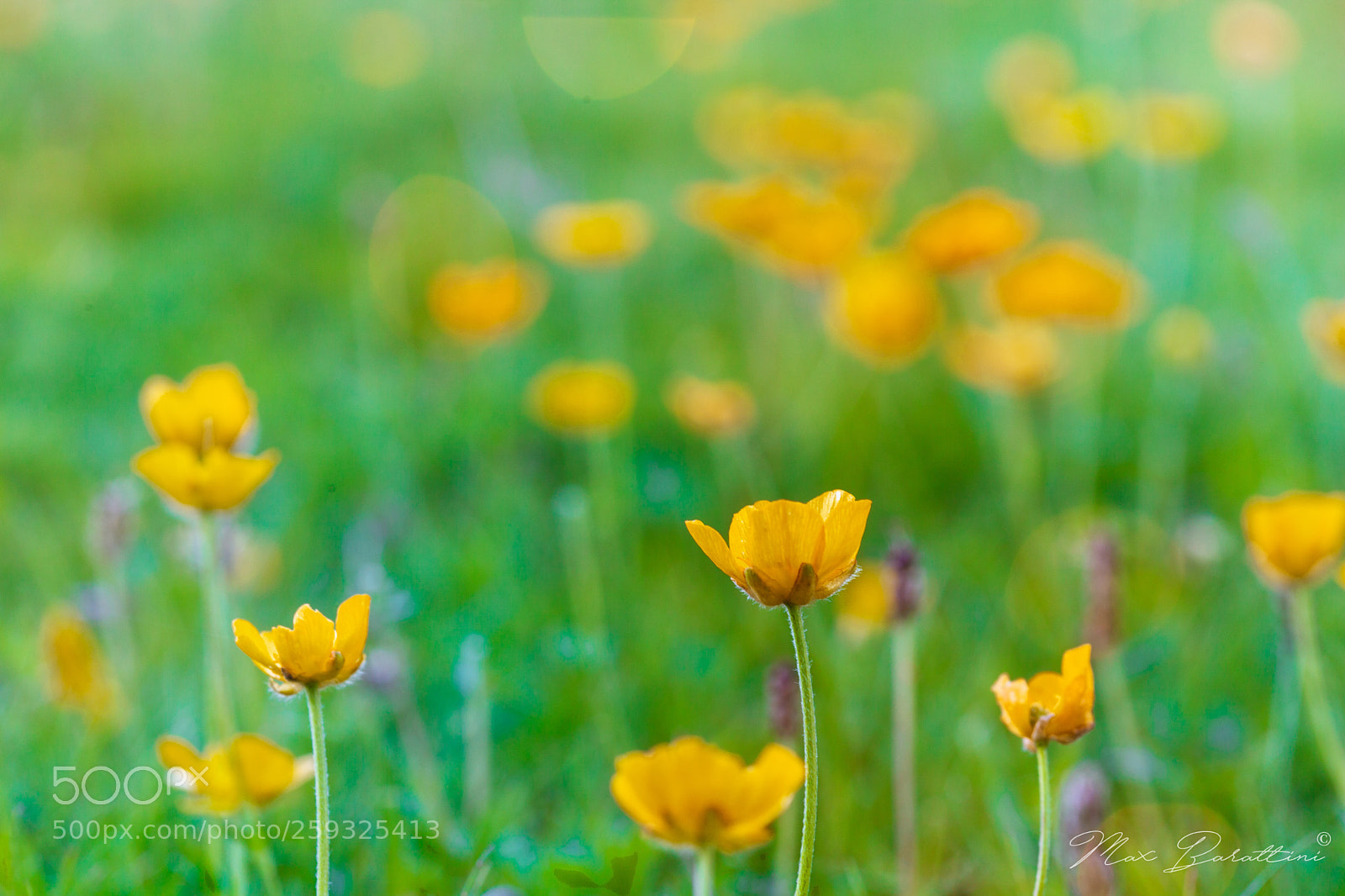 Canon EOS 5D Mark II sample photo. Spring flowers photography