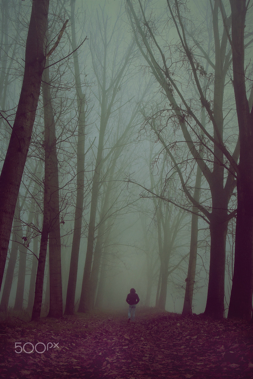 Nikon D5500 sample photo. Vanish in the fog photography