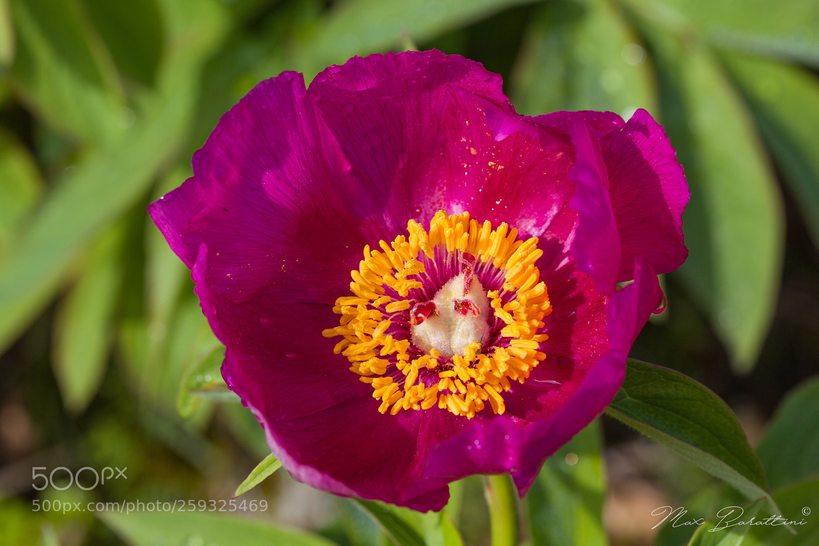Canon EOS 5D Mark II sample photo. Purple flower photography